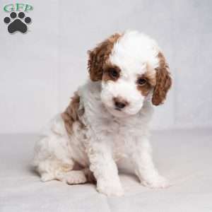 Graham, Cavapoo Puppy